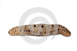 Sea cucumber isolated on white background, echinoderms from the class Holothuroidea, marine animals with a leathery skin photo