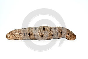 Sea cucumber isolated on white background, echinoderms from the class Holothuroidea, marine animals with a leathery skin photo