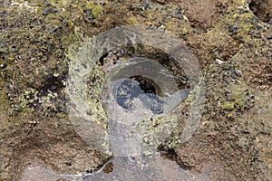 A sea cucumber and mussels on the sandy beach at Ma\'alaea Bay at low tide in Kihei, Maui, Hawaii