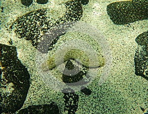 Sea cucumber on the ocean floor surrounded by lava rocks