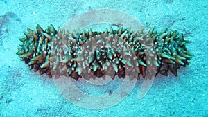 Sea Cucumber on the sand bottom of the Red Sea