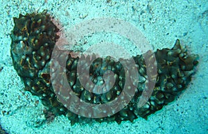 Sea Cucumber on the sand bottom of the Red Sea