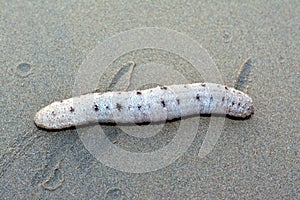 Sea cucumber on the shallow sea floor on the beach, echinoderms from the class Holothuroidea, marine animals photo
