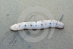 Sea cucumber on the shallow sea floor on the beach, echinoderms from the class Holothuroidea, marine animals photo