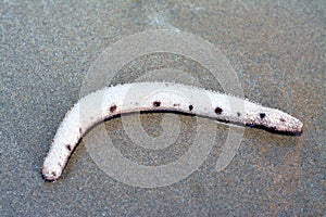 Sea cucumber on the shallow sea floor on the beach, echinoderms from the class Holothuroidea, marine animals photo