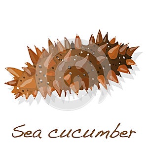 Sea cucumber solated