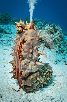 Sea cucumber spawning in an upright position