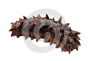 Sea cucumber trepang Stichopus japonicus isolated on white background