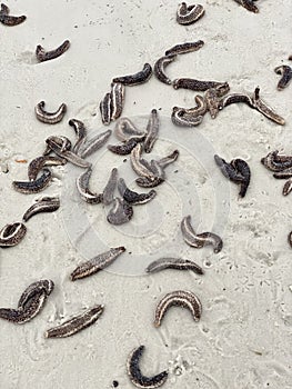 Sea Cucumbers on Destin, Florida beach.