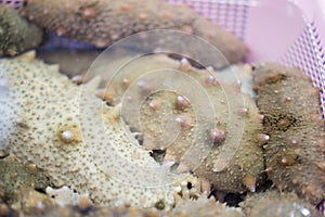 Sea cucumbers (echinoderms) for sale at fish market, South Korea