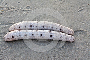 Sea cucumbers on the shallow sea floor on the beach, echinoderms from the class Holothuroidea, marine animals photo