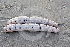 Sea cucumbers on the shallow sea floor on the beach, echinoderms from the class Holothuroidea, marine animals photo