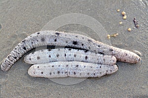 Sea cucumbers on the shallow sea floor on the beach, echinoderms from the class Holothuroidea, marine animals photo