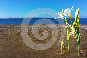 Sea Daffodil on Aegean beach, Pancratium maritimum. Carian Trail, Turkey. photo