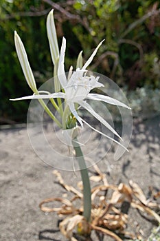 Sea daffodil, pancratium maritimum