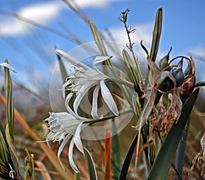 sea daffodil, sand lily, bulbous plant