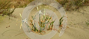 sea daffodil, sand lily, bulbous plant