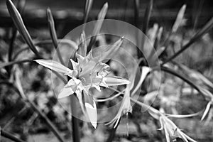 sea daffodil - white flower on the sea coast on the island of Crete photo