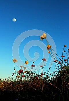 Sea Dahlia, Torrey Pines State Park, San Diego, California