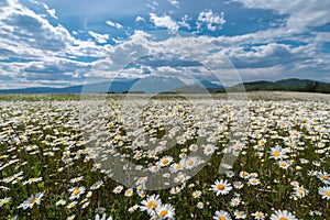 Sea of Daisy Flowers in the Northern Mountains of BC