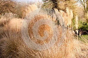 Sea of decorative grass in the garden