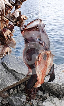 Sea-devil or Monkfish dried as stockfish on Sakrisoy in the Lofoten in Norway