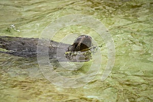 Sea dog swimming at zoo in Berlin