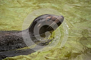 Sea dog swimming at zoo in Berlin
