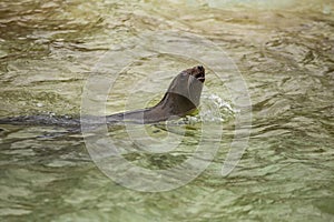 Sea dog swimming at zoo in Berlin