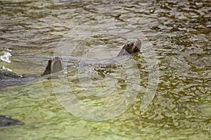 Sea dog swimming at zoo in Berlin