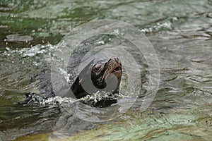 Sea dog swimming at zoo in Berlin