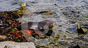 Sea-dogs called seals on the beach