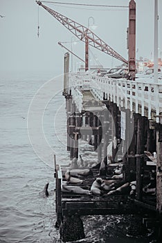 Sea dogs laying on the pier in Santa Cruz USA