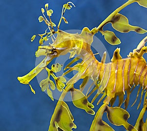 Sea dragon