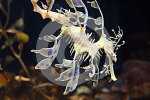 Sea Dragon