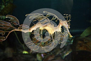 Sea Dragon