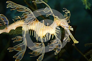 Sea Dragon Close-up