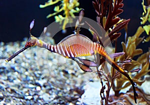 Sea dragon striped