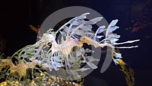 Sea Dragons