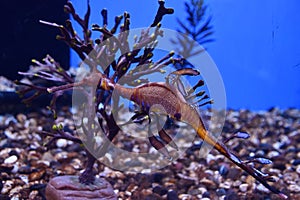 Sea Dragons in Water in an Aquarium