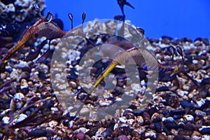 Sea Dragons in Water in an Aquarium