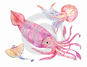 Watercolor squid, batoidea, jellyfish illustration