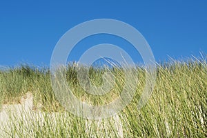 Sea dunes with blue sky in summer day near the Hague in the Netherlands