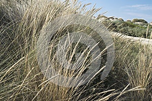 Sea dunes with blue sky in summer day near the Hague in the Netherlands