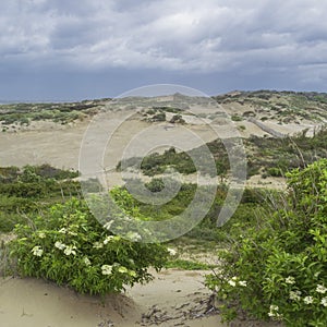 Sea dunes with tree and blue cloudy sky in windy summer day