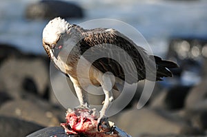 Sea eagle