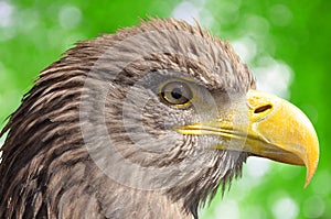 Sea eagle