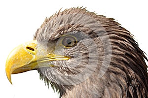 Sea eagle photo