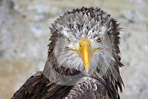 Sea Eagle photo