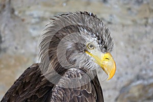 Sea Eagle